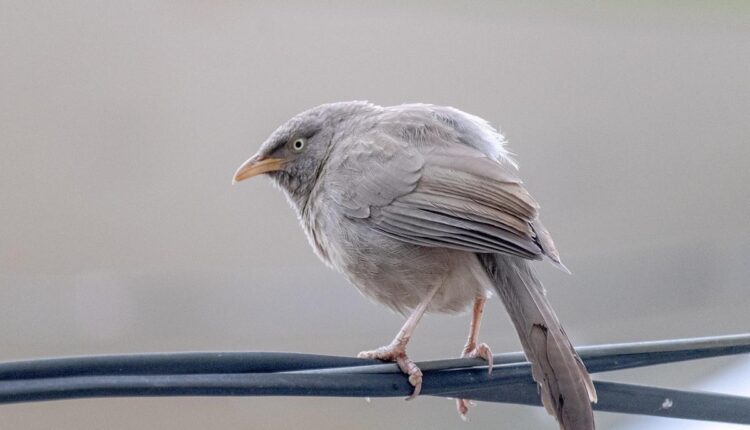 Como identificar problemas elétricos antes que virem emergência