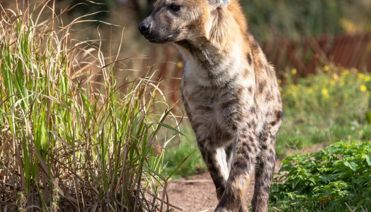 O que significa sonhar com hiena e o aviso espiritual que ele traz