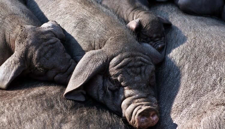 Sonhar com bacon representa prazer, satisfação e recompensas merecidas