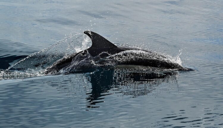 Sonhar com boto simboliza espiritualidade e conexão com o inconsciente