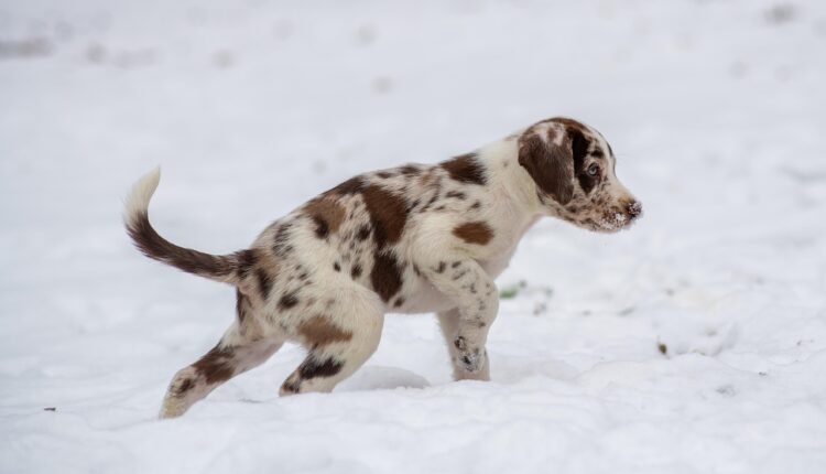 Sonhar com cachorro parindo representa renovação e instinto de proteção