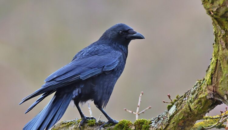 Sonhar com carniça simboliza fim de ciclos e libertação emocional