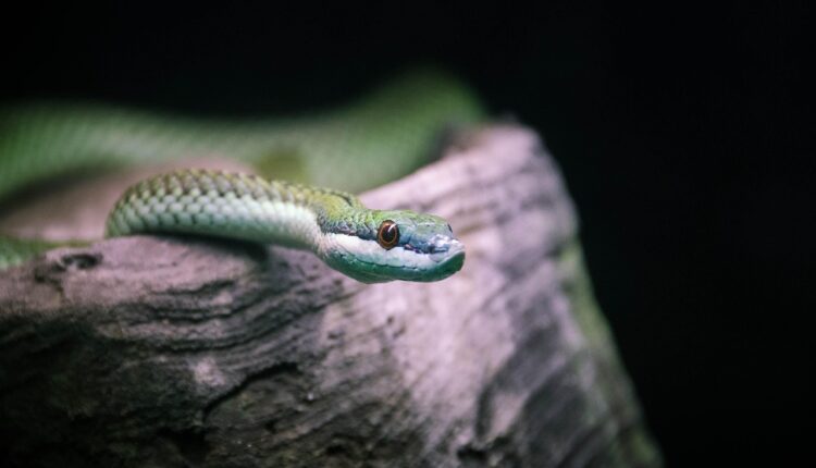 Sonhar com cobras e aranhas revela manipulação e traições ocultas