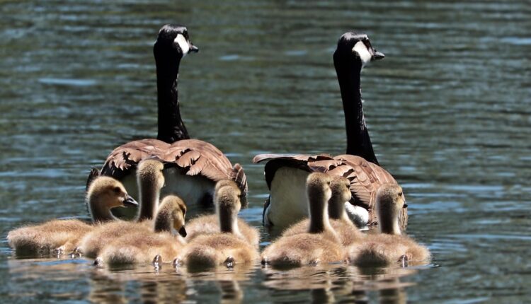 Sonhar com desaparecimento de familiar indica medo e preocupação
