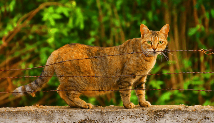 Sonhar com gata prenha indica fertilidade e novas ideias em gestação