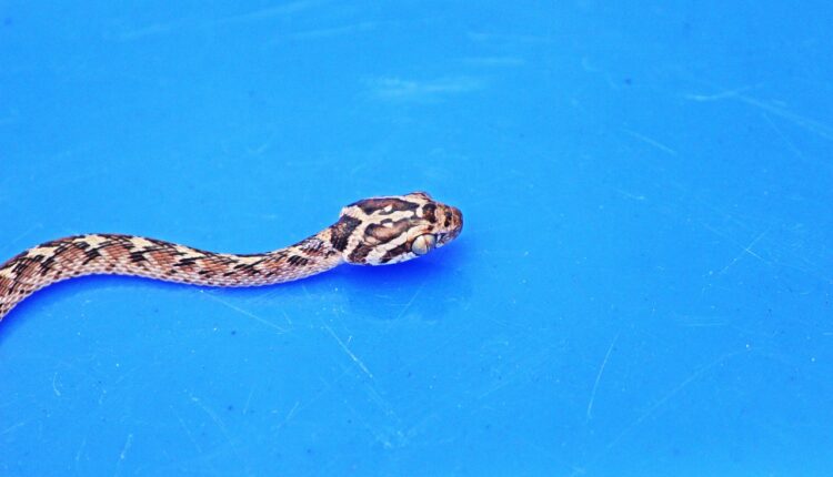 Sonhar com gato matando cobra simboliza vitória sobre inimigos e superação