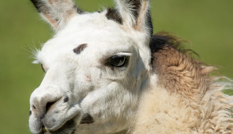Sonhar com lhama representa tranquilidade, paciência e proteção