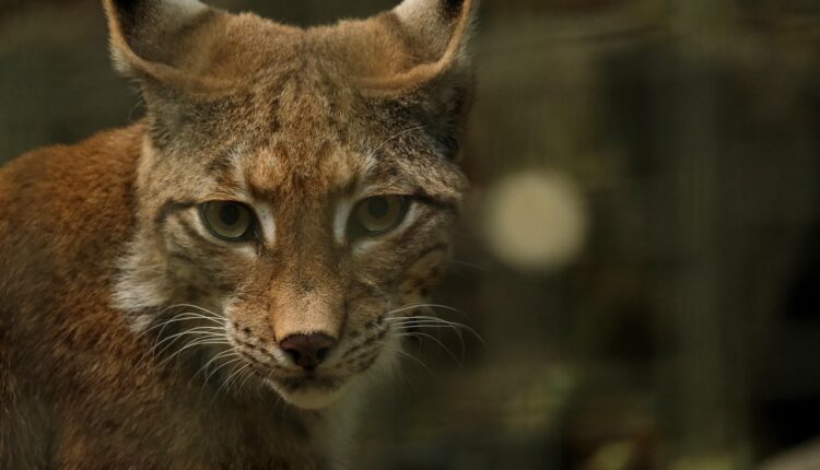 Sonhar com lince revela percepção aguçada e instinto protetor