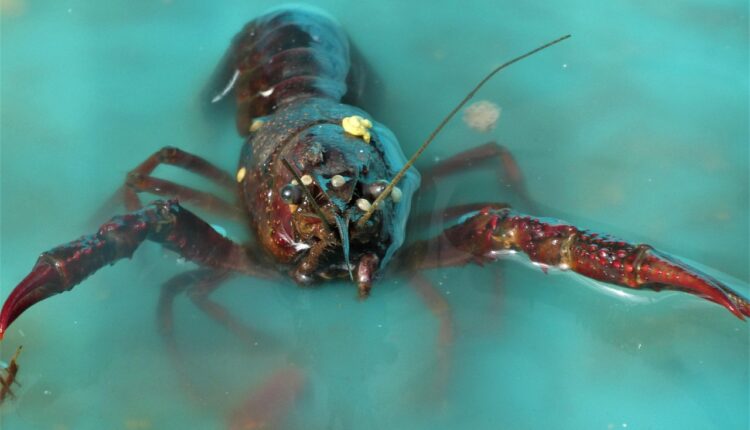 Sonhar com mariscos indica prazer, abundância e recompensas inesperadas