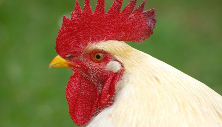 Sonhar com pentes representa vaidade e desejo de renovação