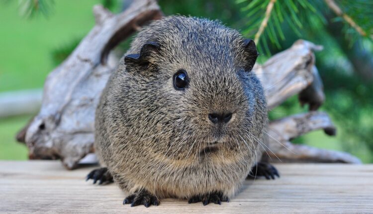 Sonhar com porquinhos da índia indica ternura e laços afetivos sinceros
