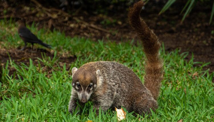 Sonhar com quati revela curiosidade, esperteza e atenção a detalhes