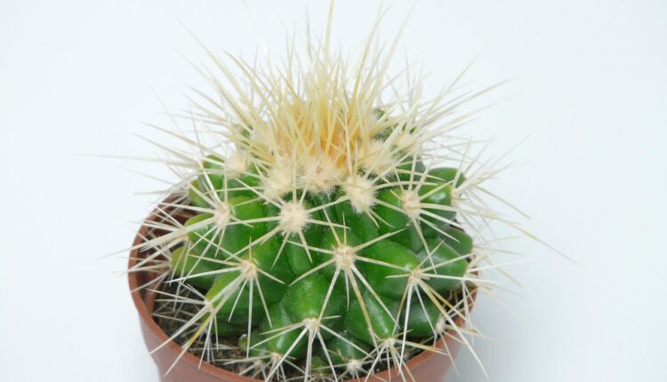 Sonhar com sogra falsa alerta para falsidade e desconfiança nas relações