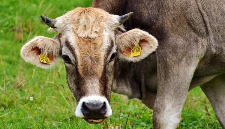 Sonhar com vaca número da sorte mega-sena simboliza prosperidade e intuição