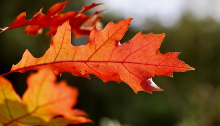 Sustentabilidade na Prática: Métodos Simples Para Medir e Compensar Suas Emissões