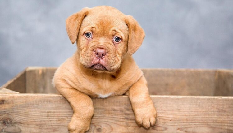 Como Realizar o Sonho da Faculdade Veterinária sem Ficar no Vermelho